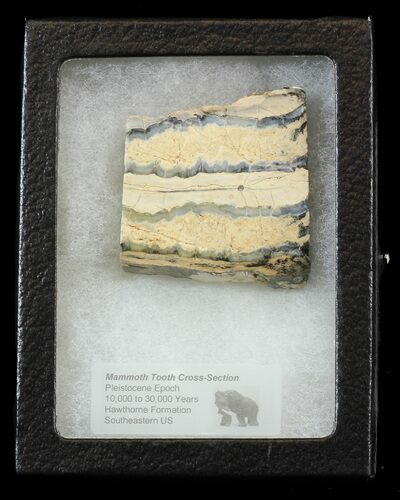 Mammoth Molar Slice - South Carolina #44092